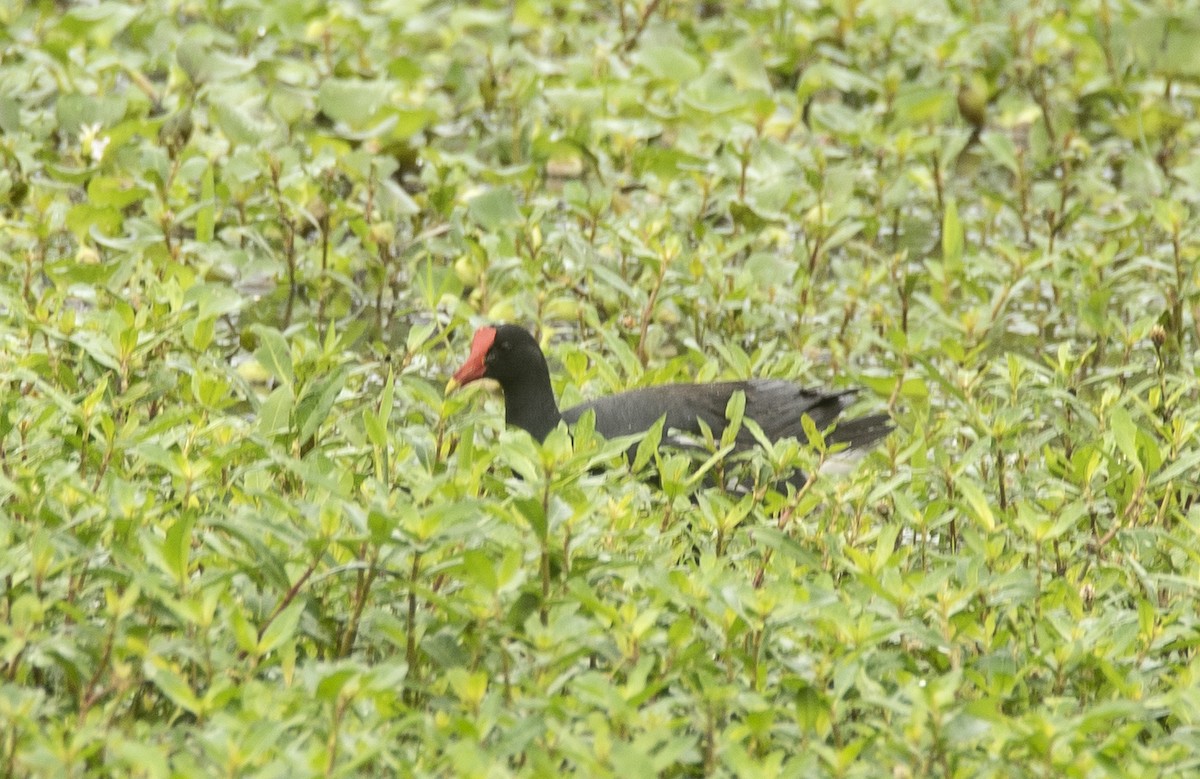 Common Gallinule - ML620284002