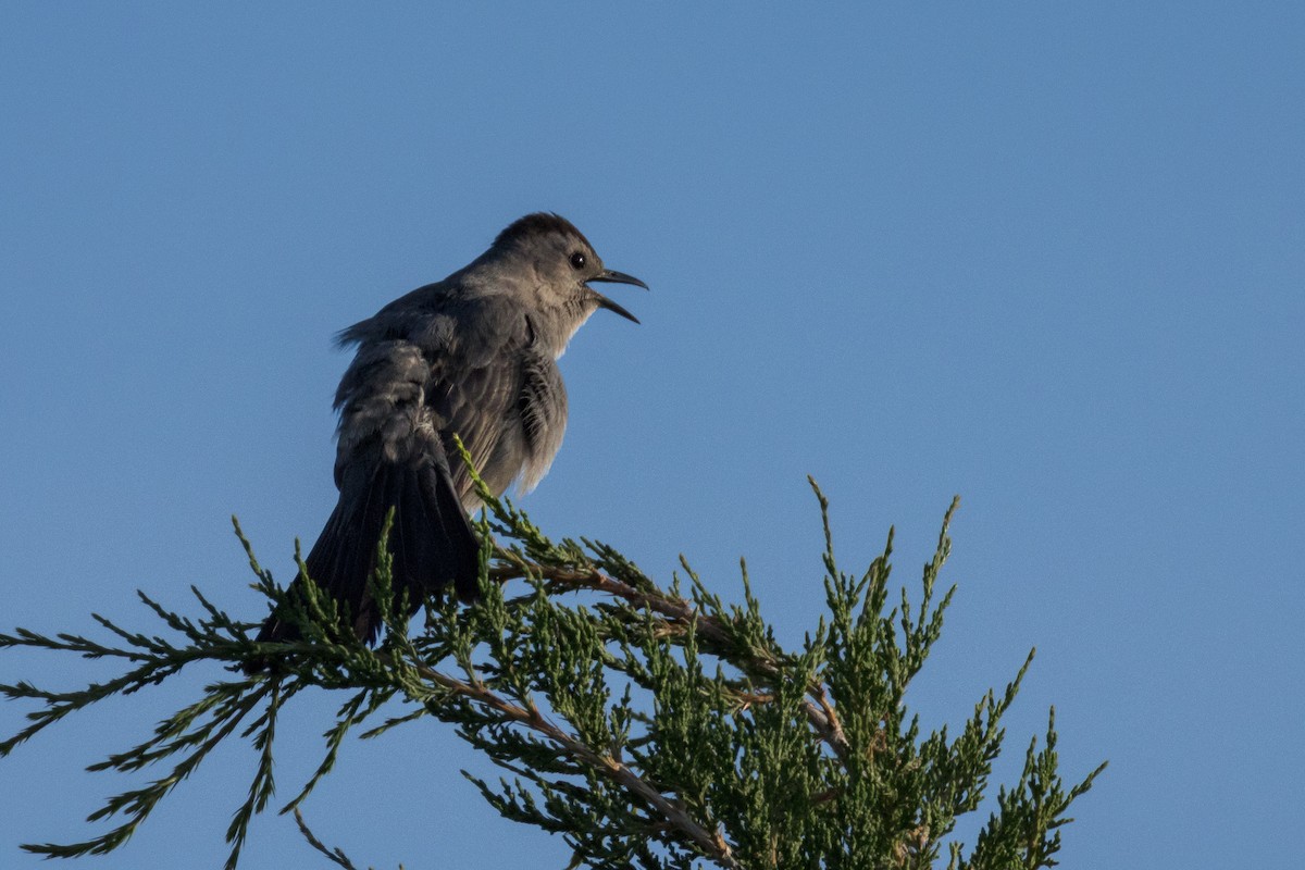 Gray Catbird - ML620284005