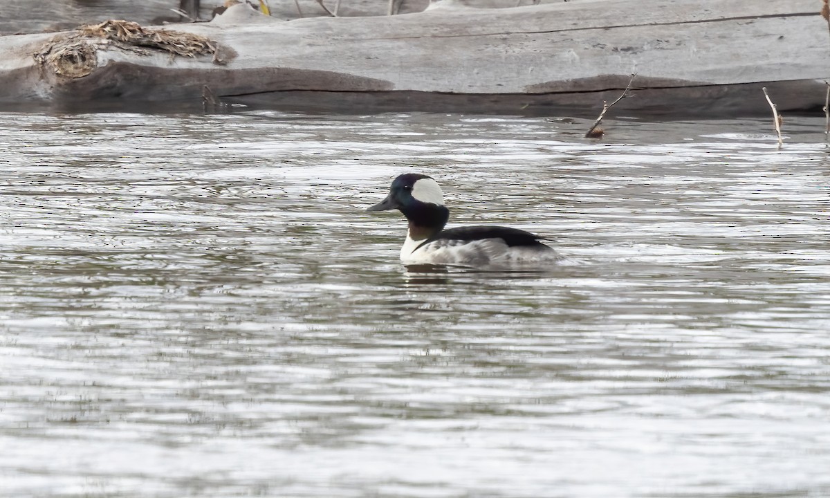 Bufflehead - ML620284006