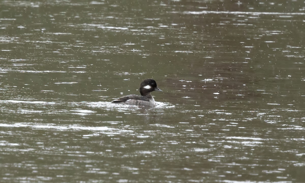 Bufflehead - ML620284007