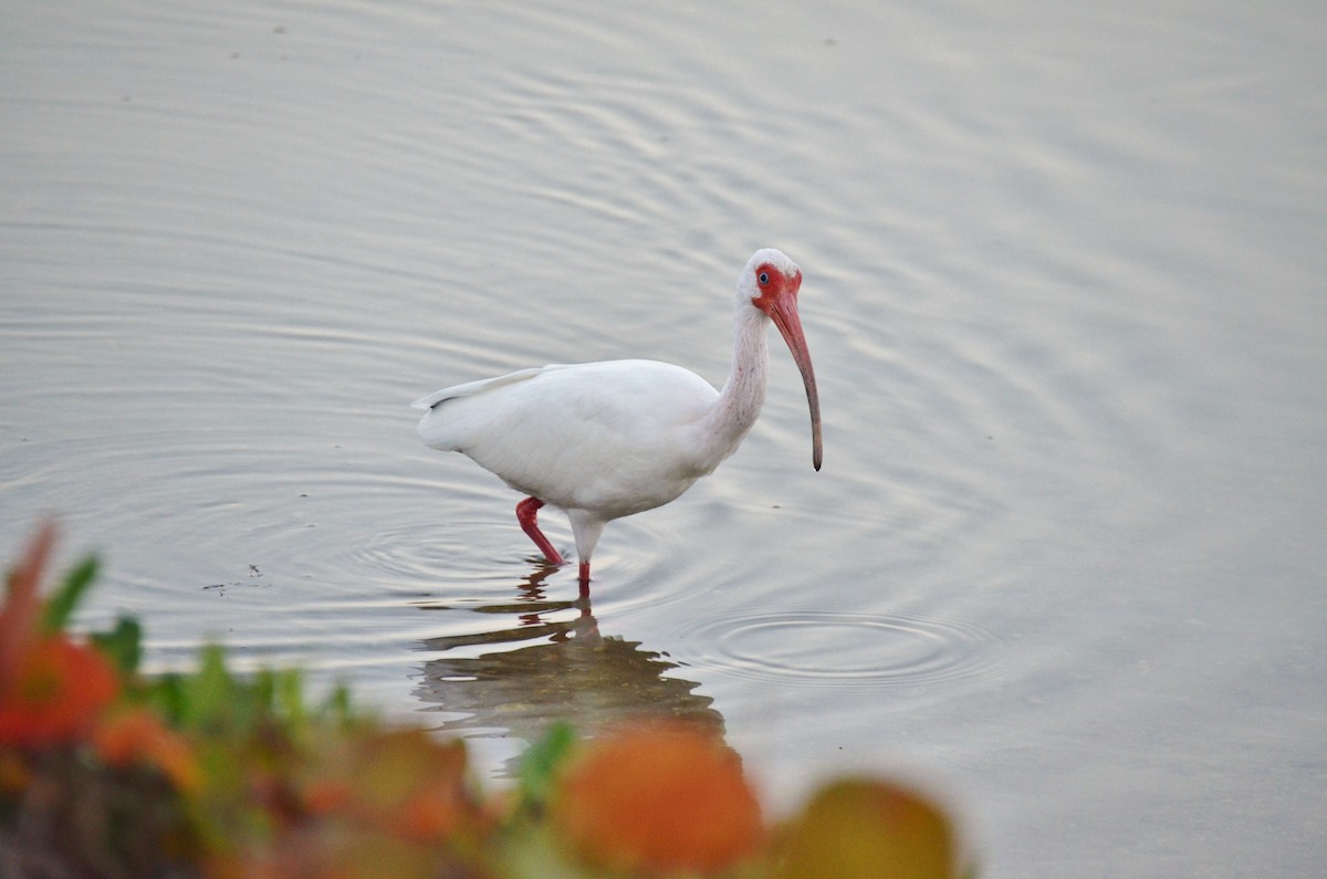 ibis bílý - ML620284010