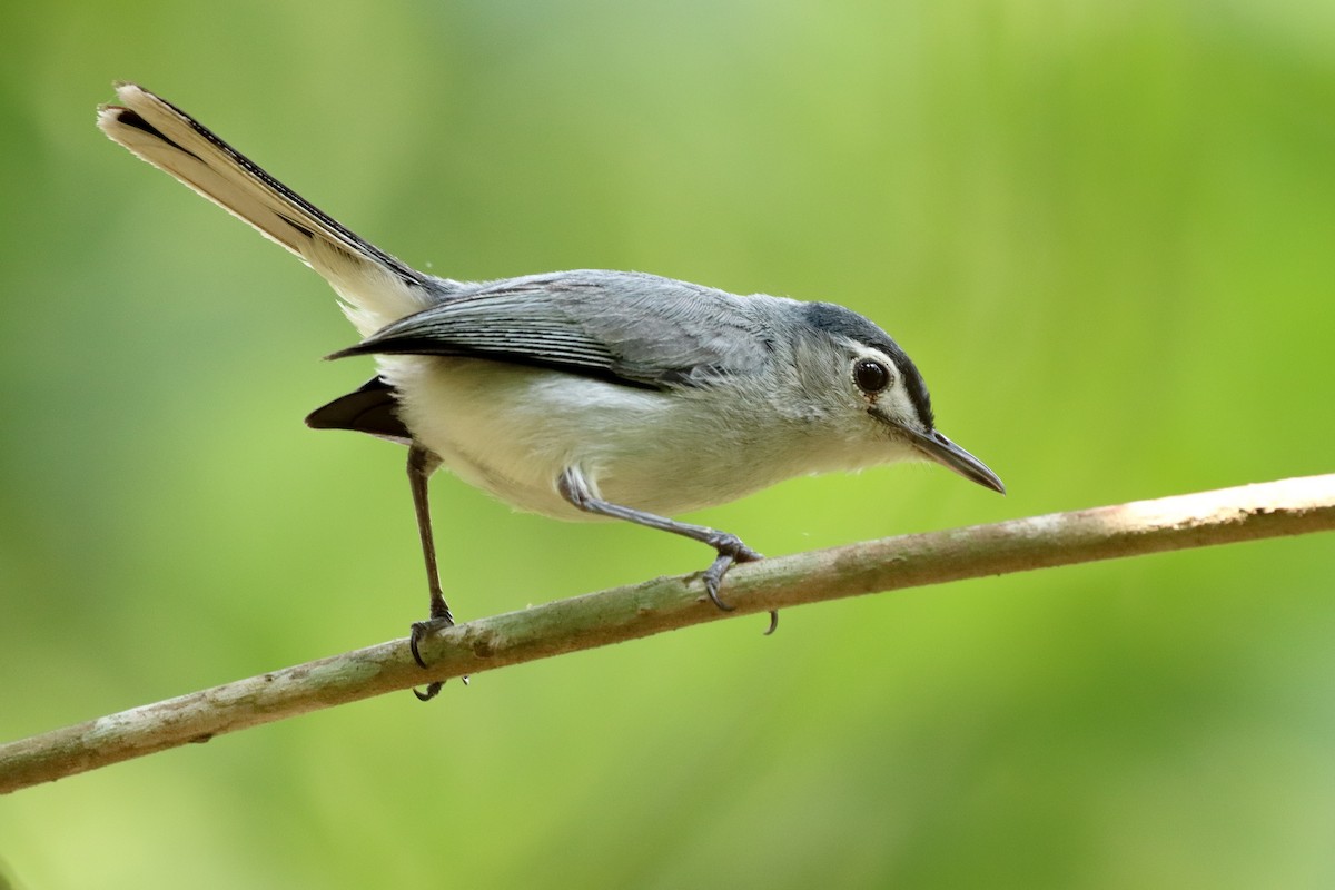 White-browed Gnatcatcher - ML620284017