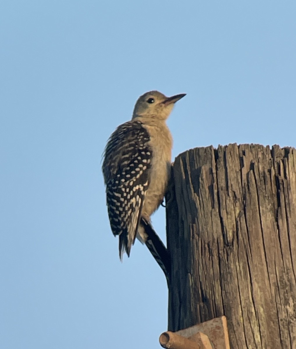 Red-bellied Woodpecker - ML620284021