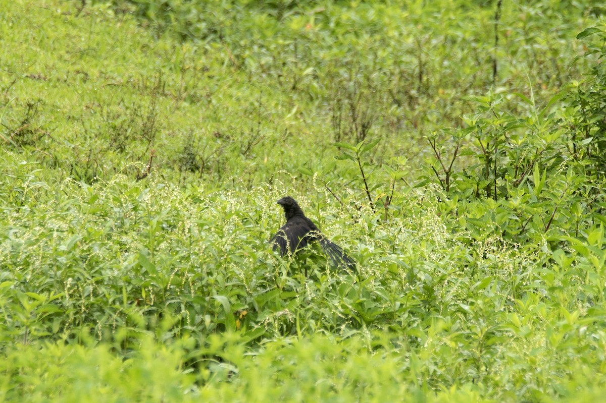 Smooth-billed Ani - ML620284025