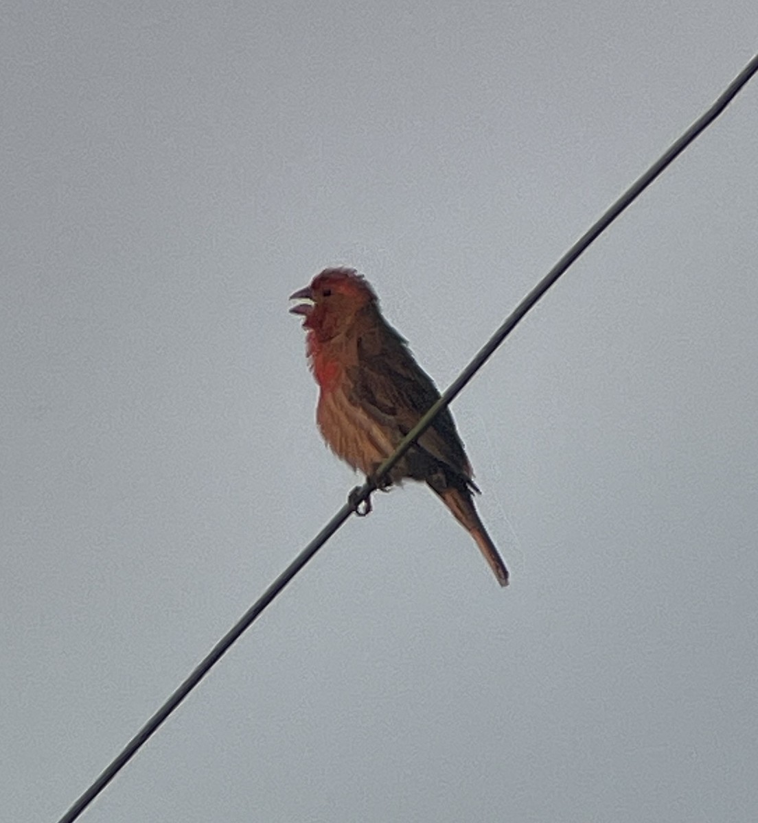 House Finch - ML620284027