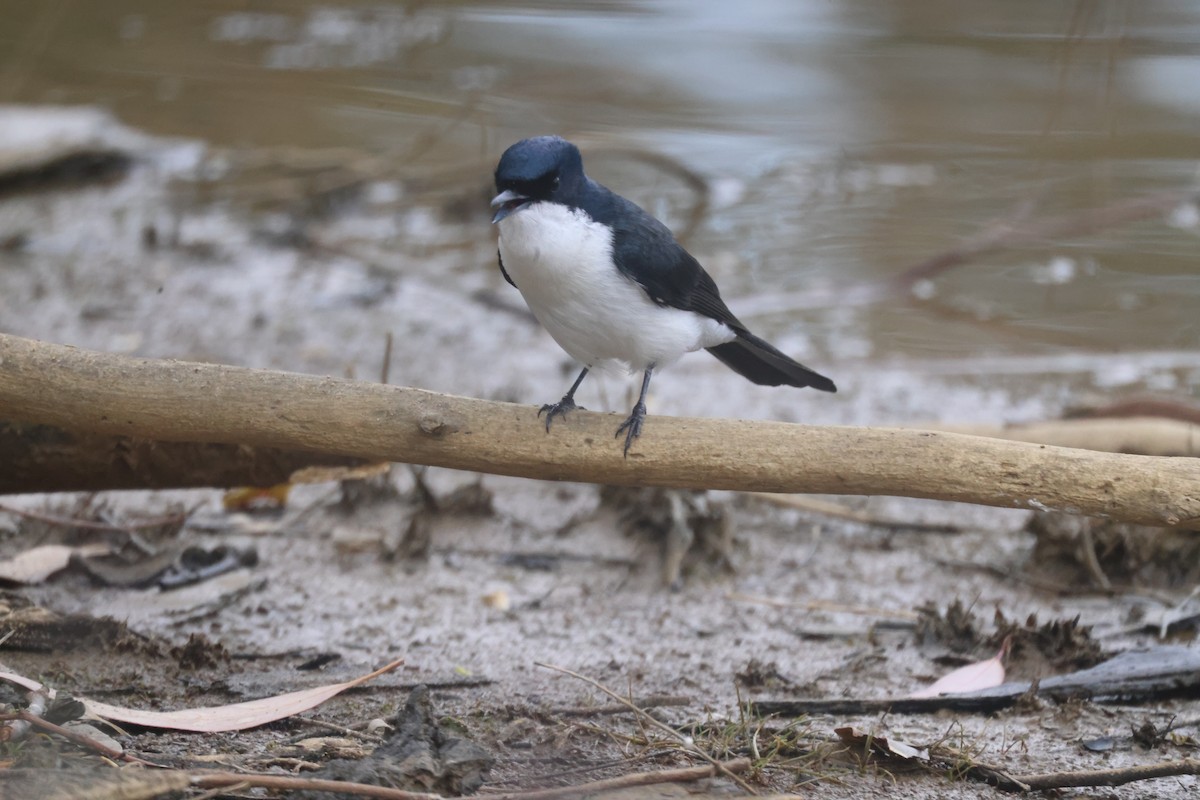 Restless Flycatcher - ML620284028