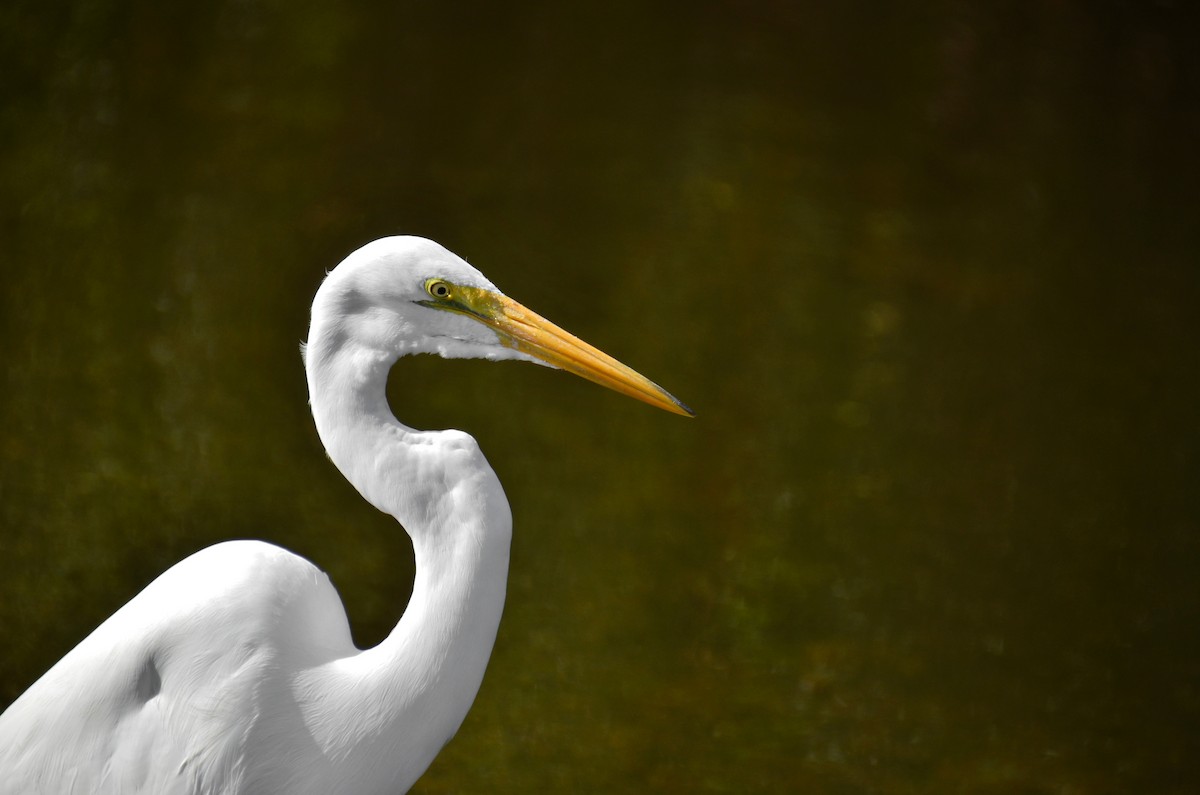 Great Egret - ML620284030