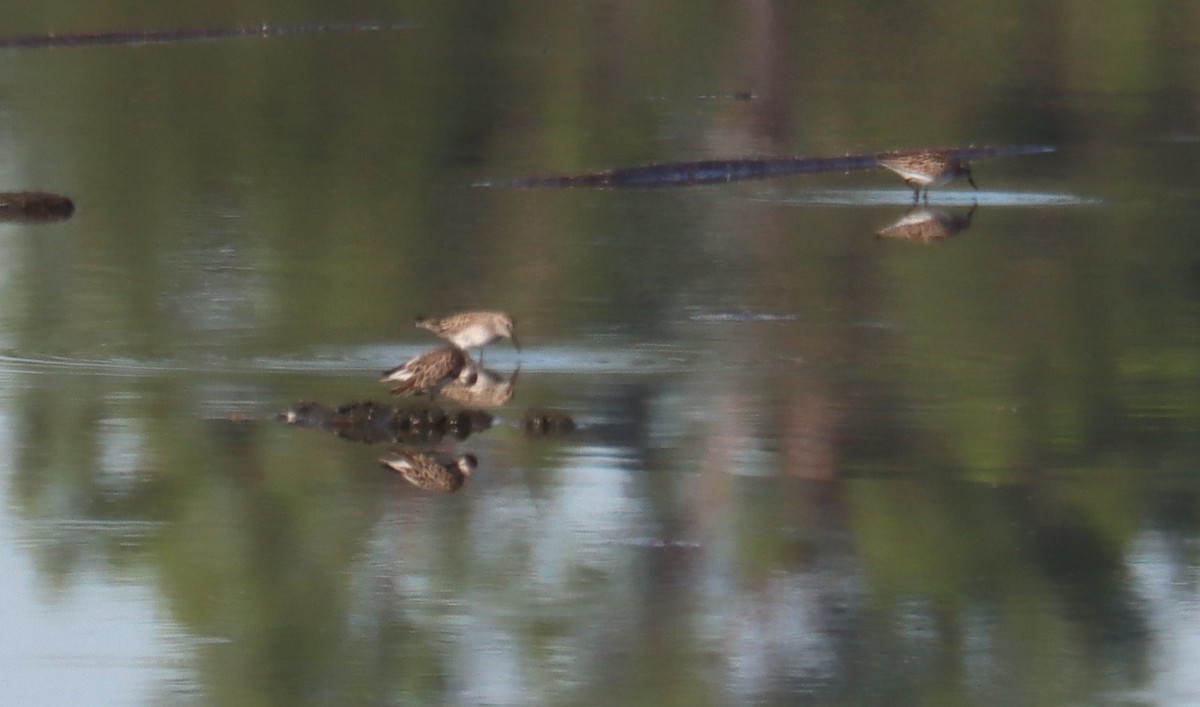 White-rumped Sandpiper - ML620284031