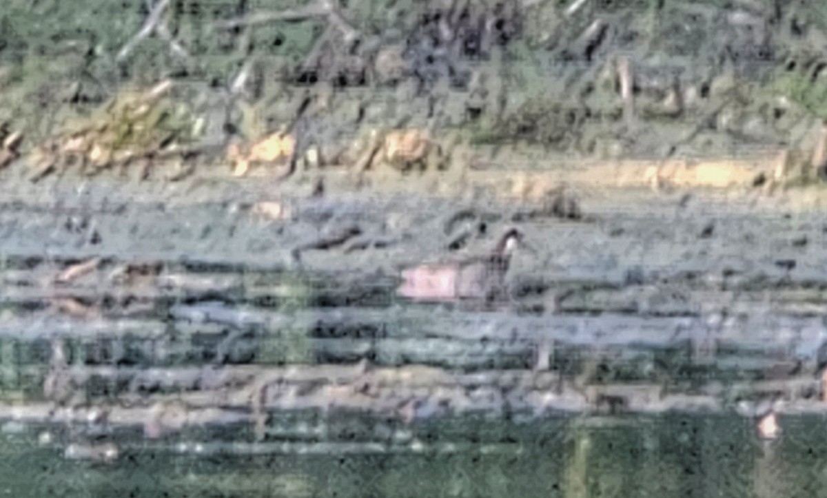 Red-necked Phalarope - ML620284043