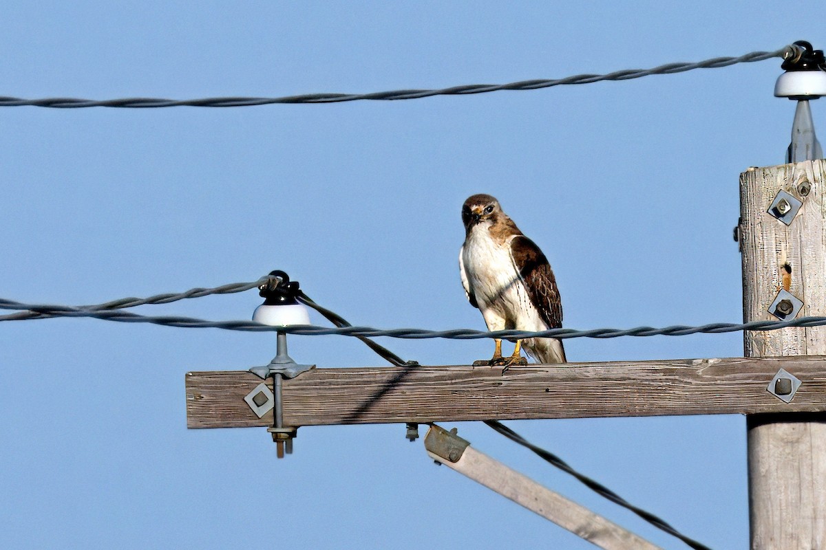 Red-tailed Hawk - ML620284050