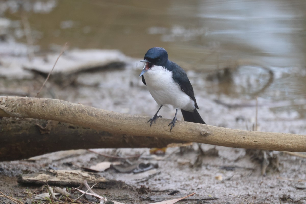 Restless Flycatcher - ML620284051