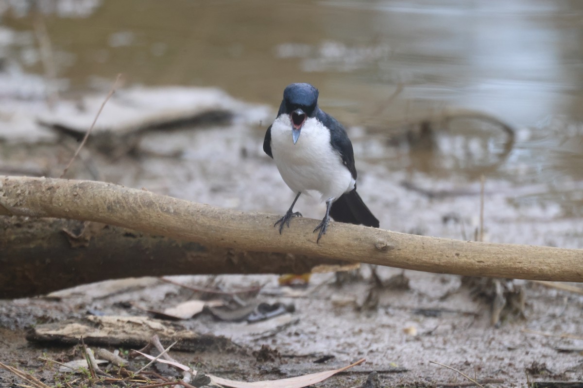 Restless Flycatcher - ML620284053