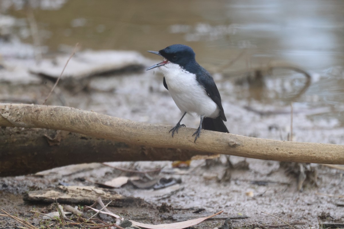 Restless Flycatcher - ML620284054