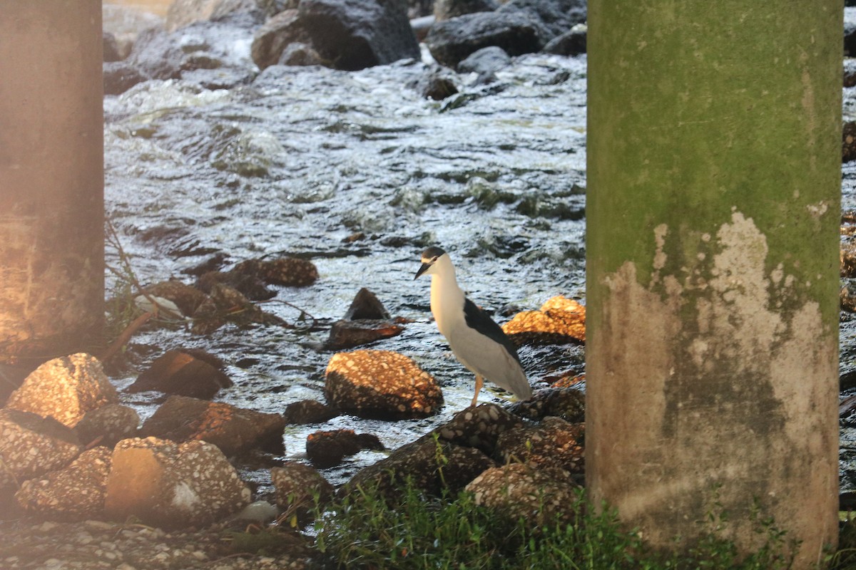 Black-crowned Night Heron - ML620284058