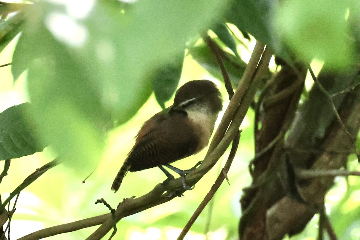 Buff-breasted Wren - ML620284061