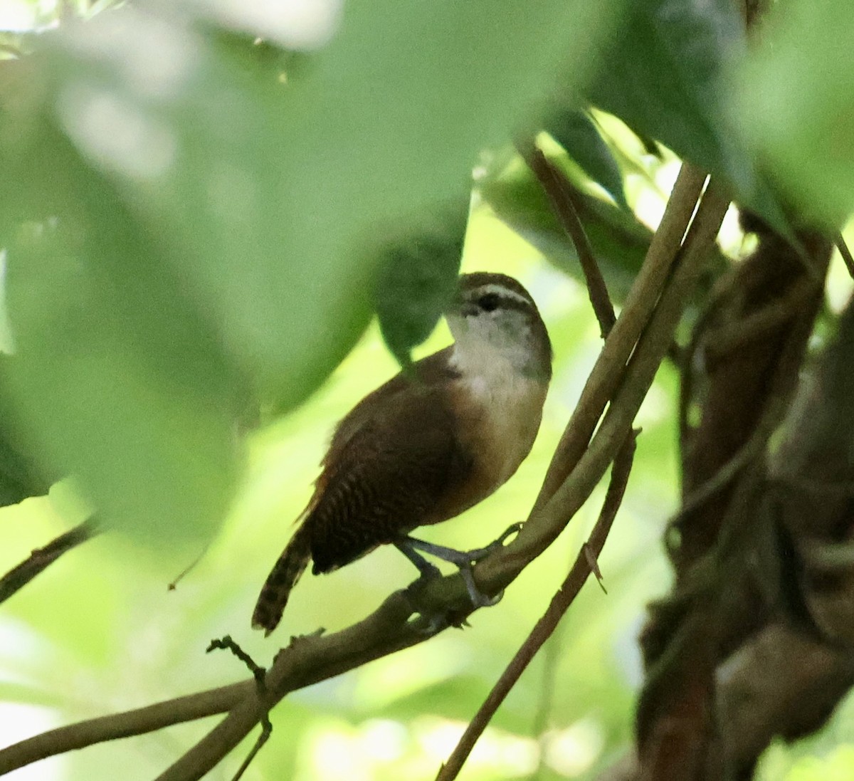 Buff-breasted Wren - ML620284062