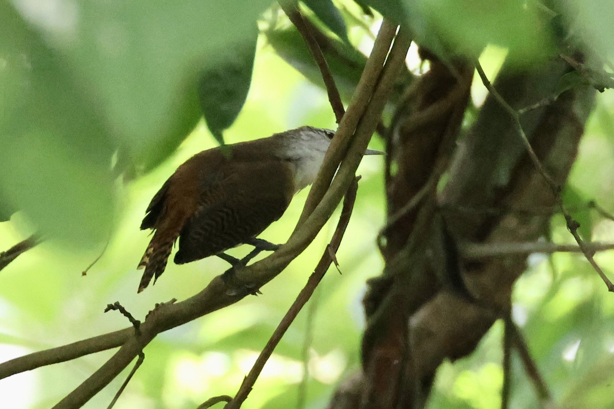 Buff-breasted Wren - ML620284063