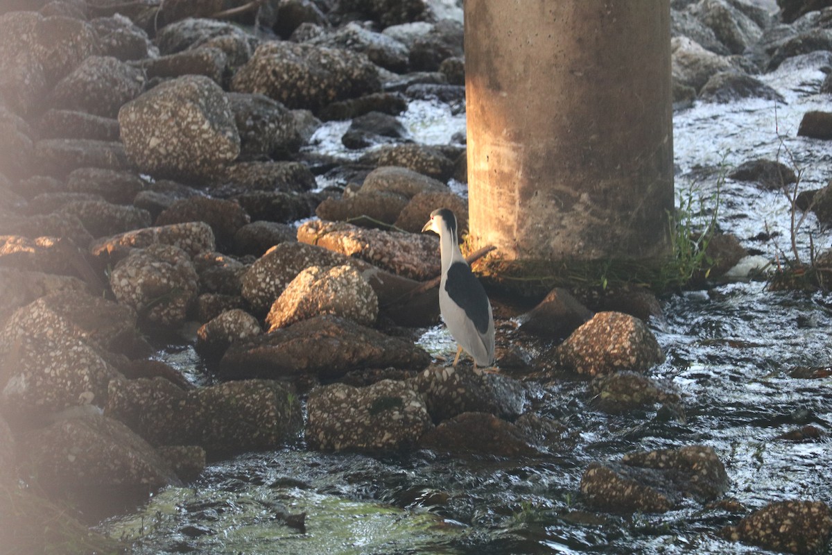 Black-crowned Night Heron - ML620284064