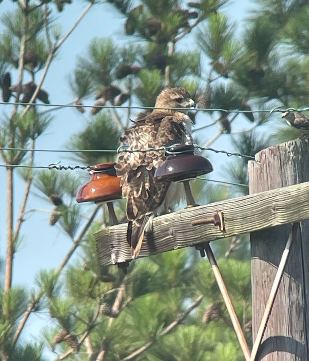 Red-tailed Hawk - ML620284065