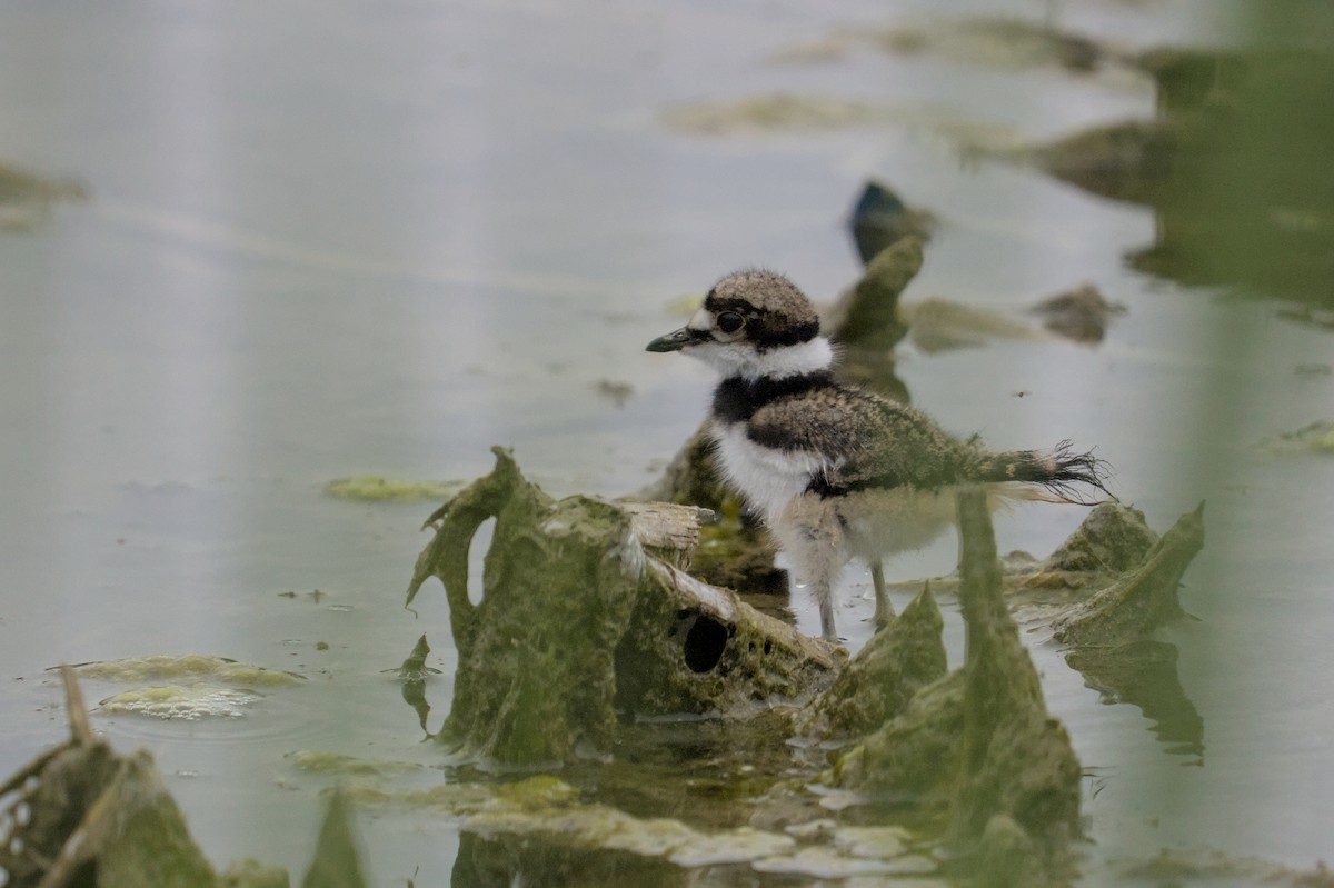 Killdeer - ML620284067