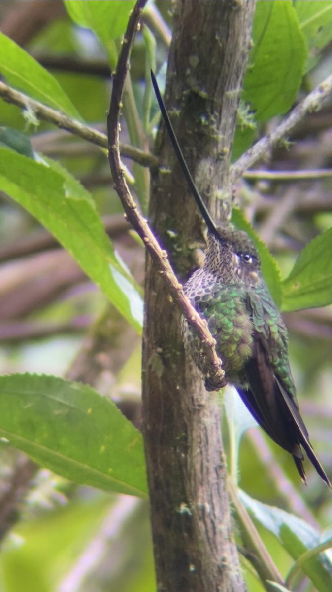 Sword-billed Hummingbird - ML620284071