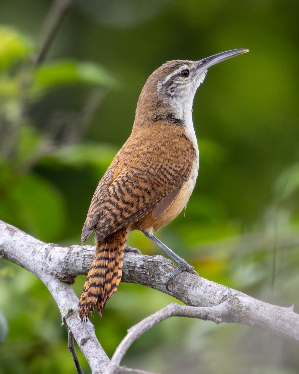 Long-billed Wren - ML620284072