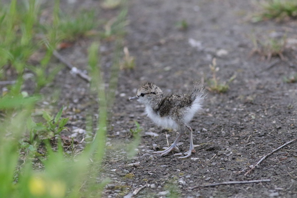 Spotted Sandpiper - ML620284073