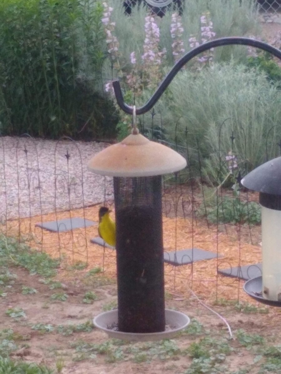 Lesser Goldfinch - ML620284074