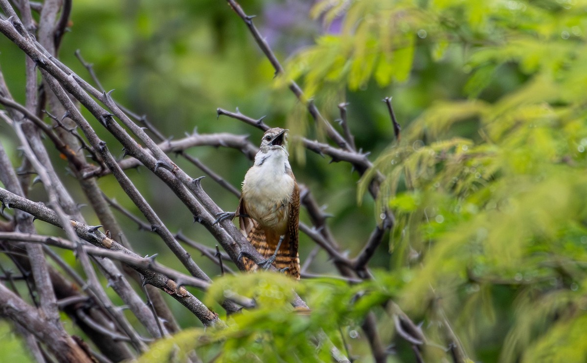 Long-billed Wren - ML620284081