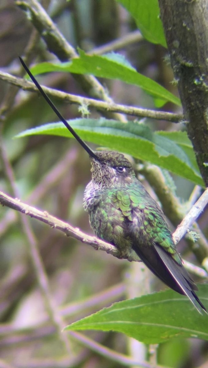 Sword-billed Hummingbird - ML620284091