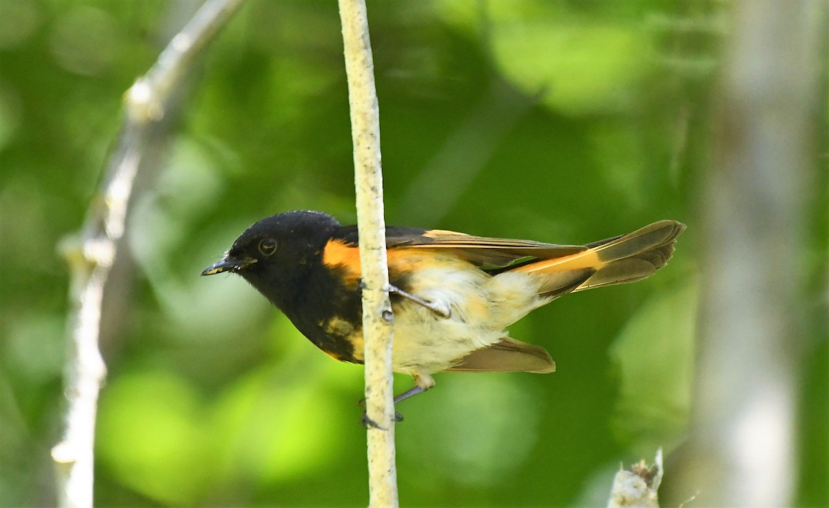 American Redstart - ML620284094