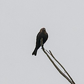 Brown-headed Cowbird - ML620284096