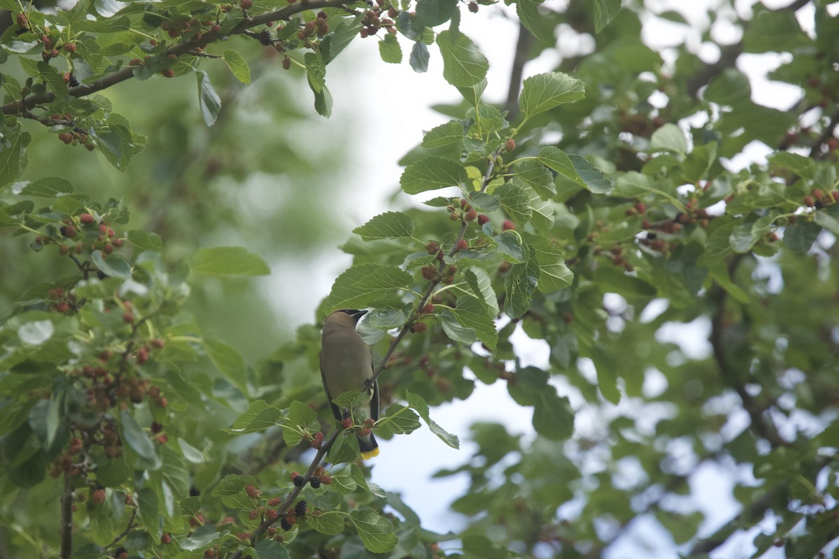 Cedar Waxwing - ML620284110