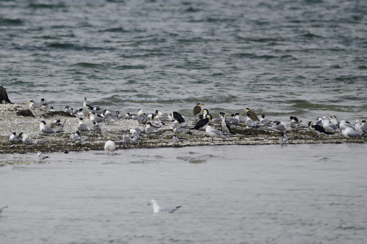 Great Crested Tern - ML620284113