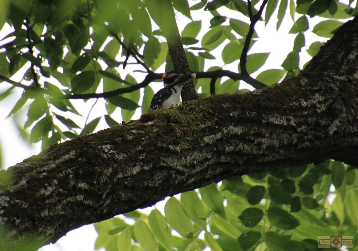 Hairy Woodpecker - ML620284114