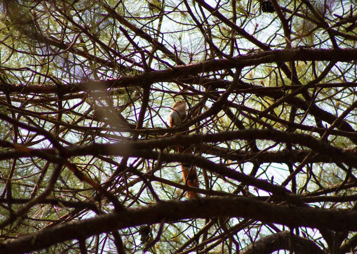 Squirrel Cuckoo - Pablo Torres