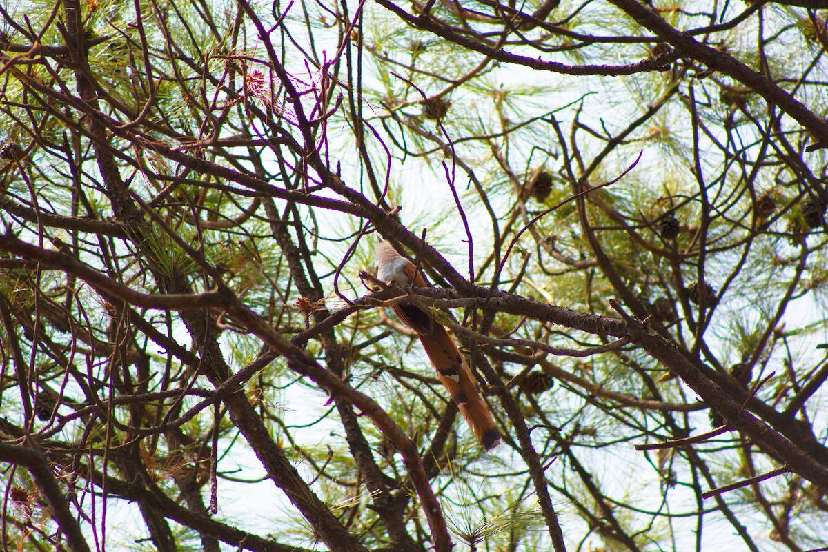 Squirrel Cuckoo - ML620284118