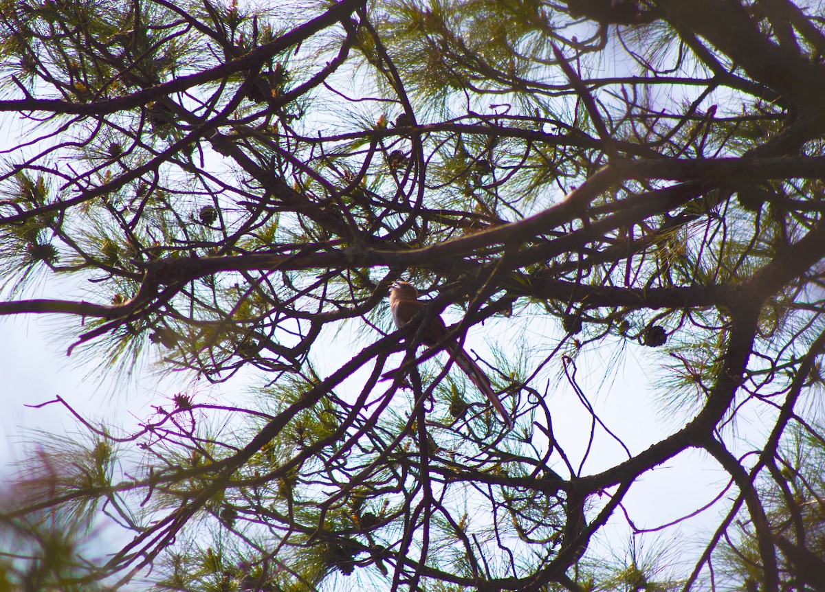 Squirrel Cuckoo - ML620284119