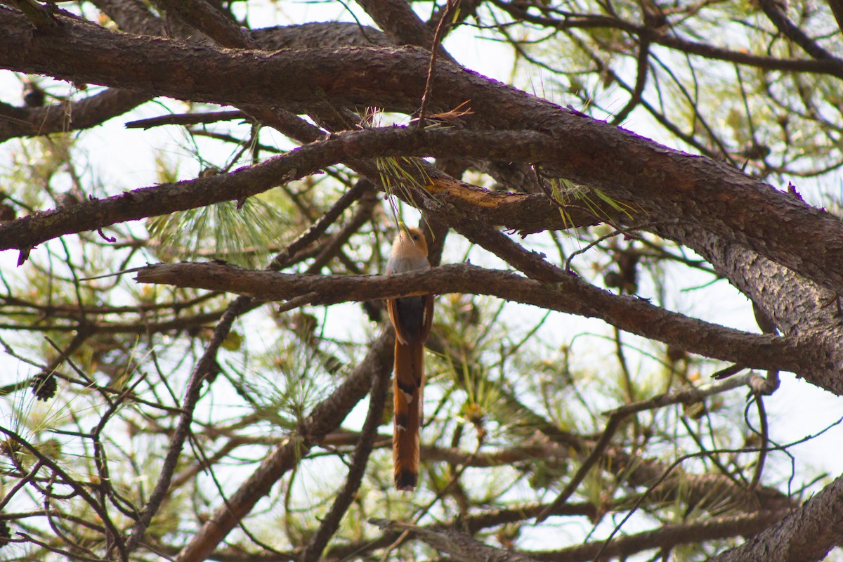 Squirrel Cuckoo - ML620284120