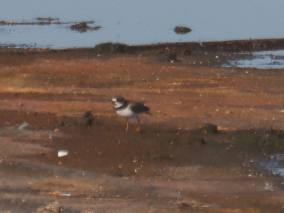 Semipalmated Plover - ML620284124