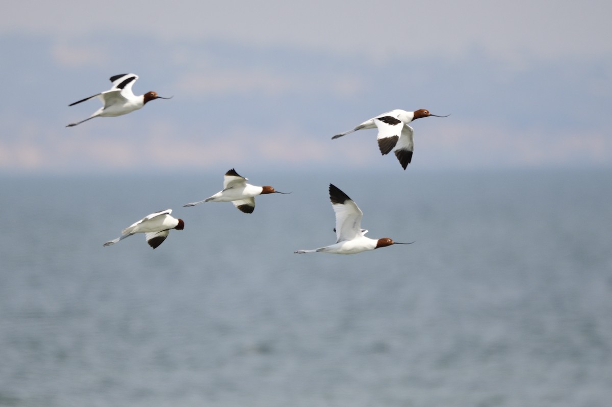 Avocette d'Australie - ML620284126