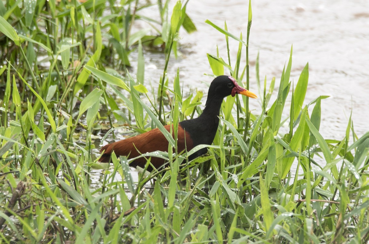 Wattled Jacana (Chestnut-backed) - ML620284127