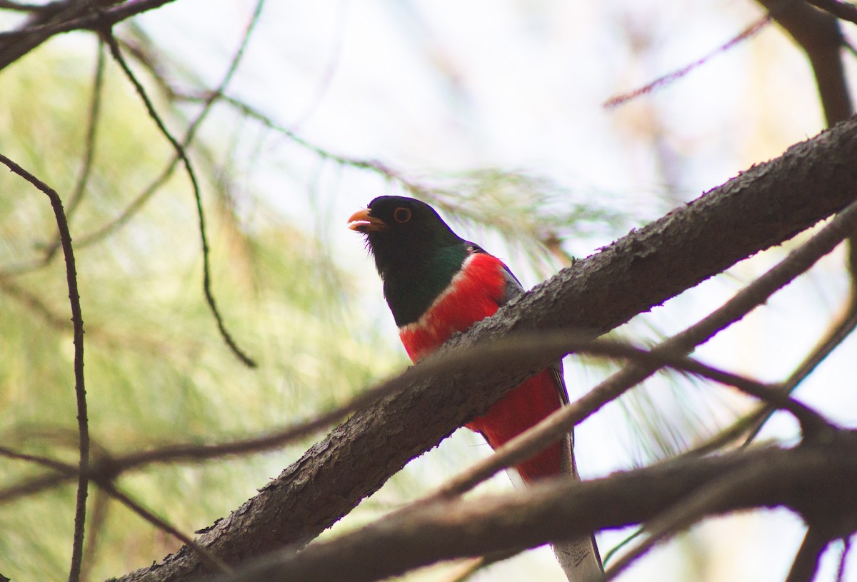 trogon krásný - ML620284130