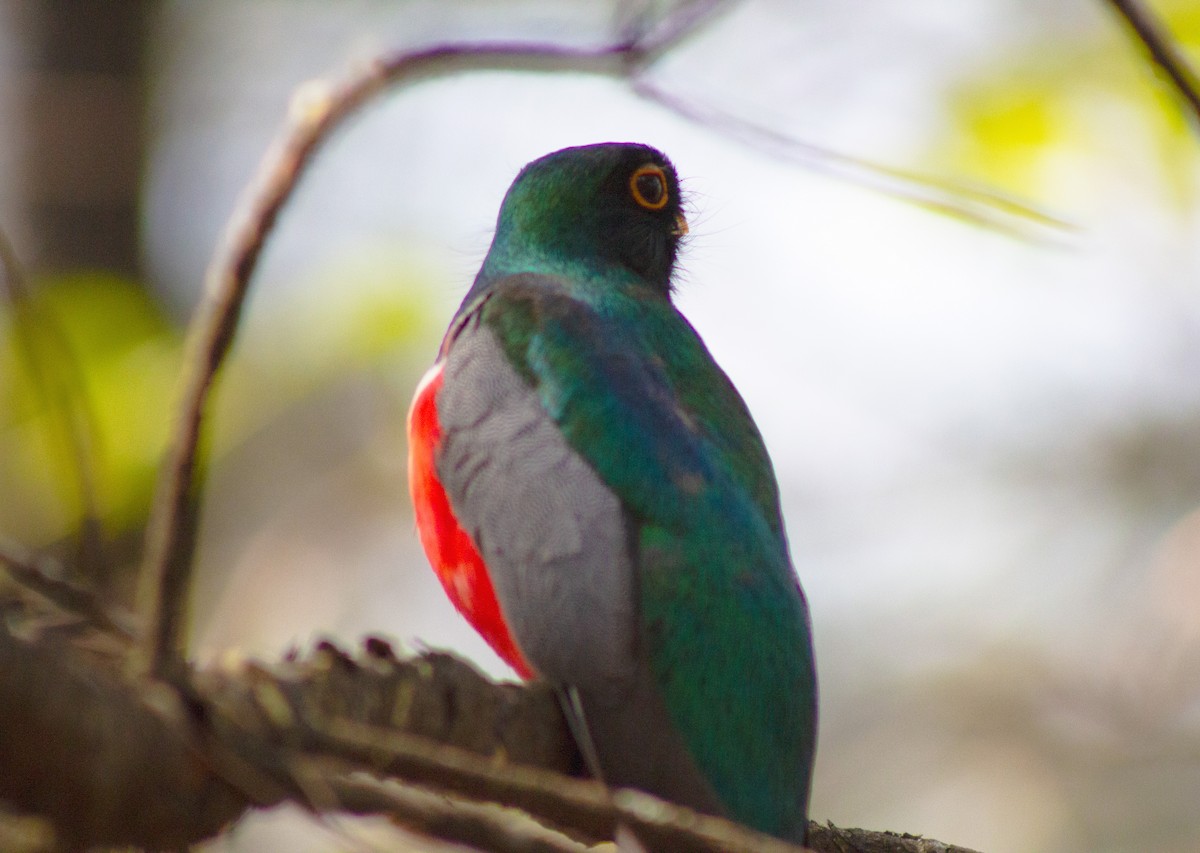 trogon krásný - ML620284132