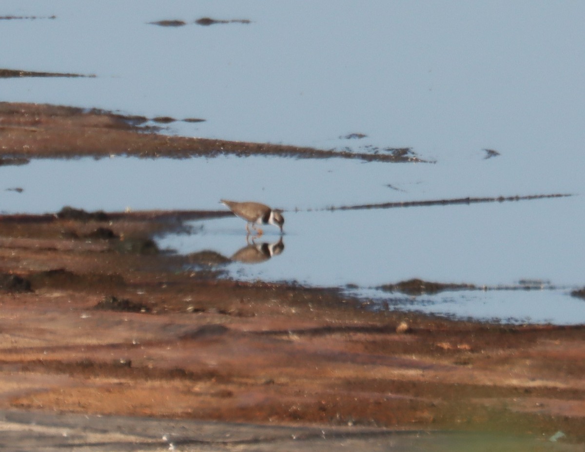 Semipalmated Plover - ML620284134
