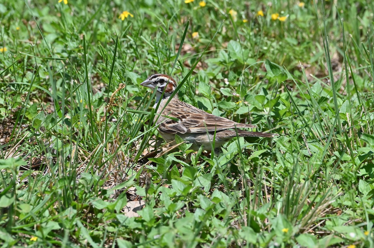 Lark Sparrow - ML620284139