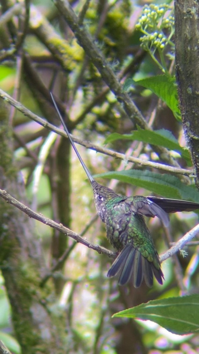 Sword-billed Hummingbird - ML620284143