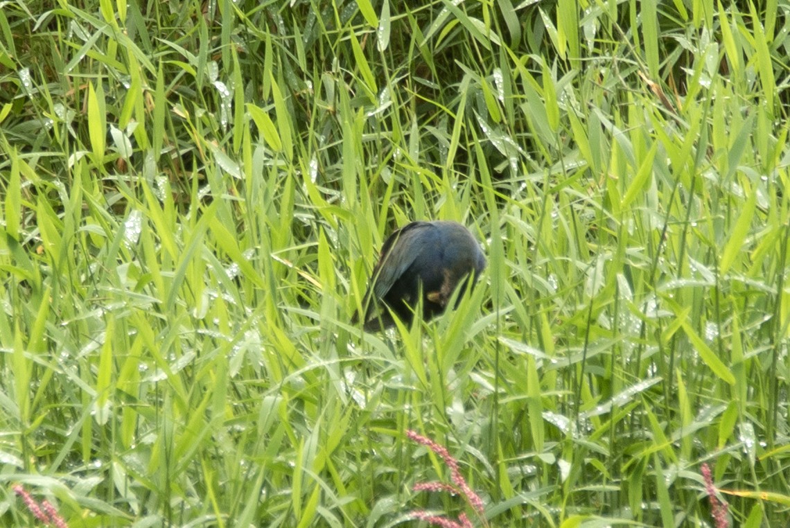 Purple Gallinule - ML620284147