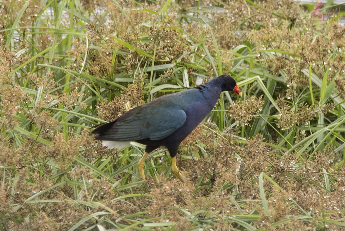 Purple Gallinule - ML620284148