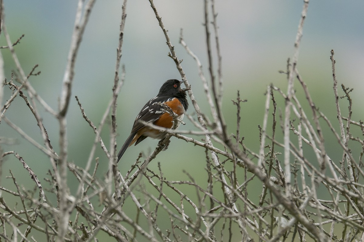 Spotted Towhee - ML620284158